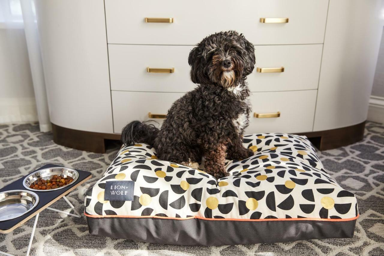 เดอะวิตนีย์ โฮเทล บอสตัน Hotel ภายนอก รูปภาพ A dog on a dog bed
